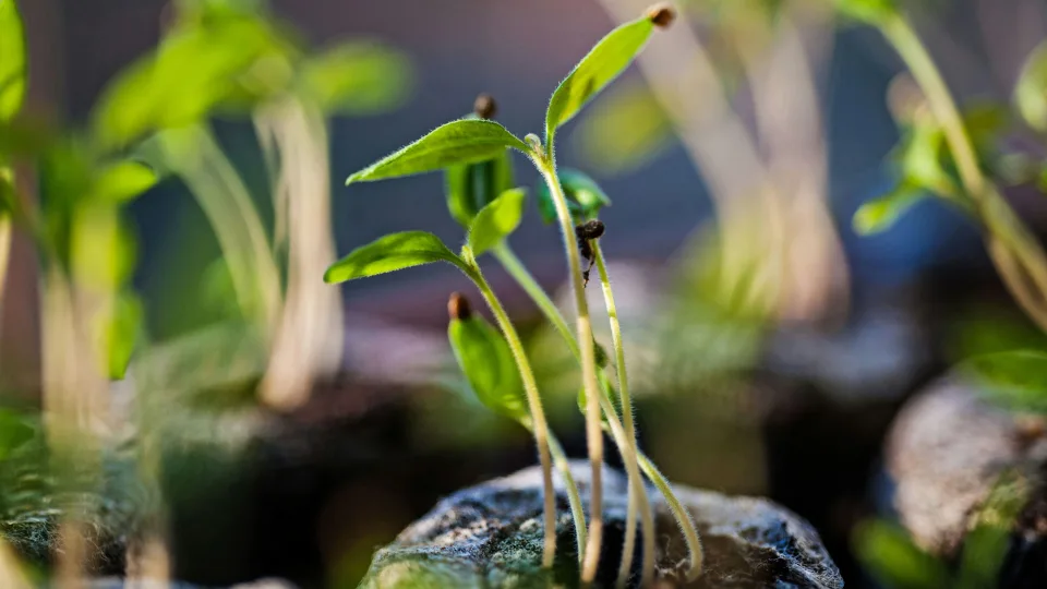 Sodininkai sunerimo dėl šalčio namuose, tačiau sprendimas kainuoja nulį