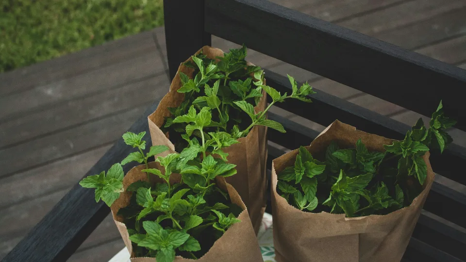 Vienas nemokamas sprendimas gali sumažinti ravėjimą visam sezonui