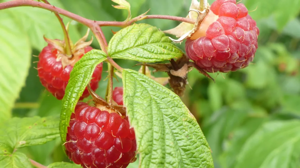 Niekas nesitikėjo, kad vienas pavasario sprendimas nulemia visą aviečių derlių
