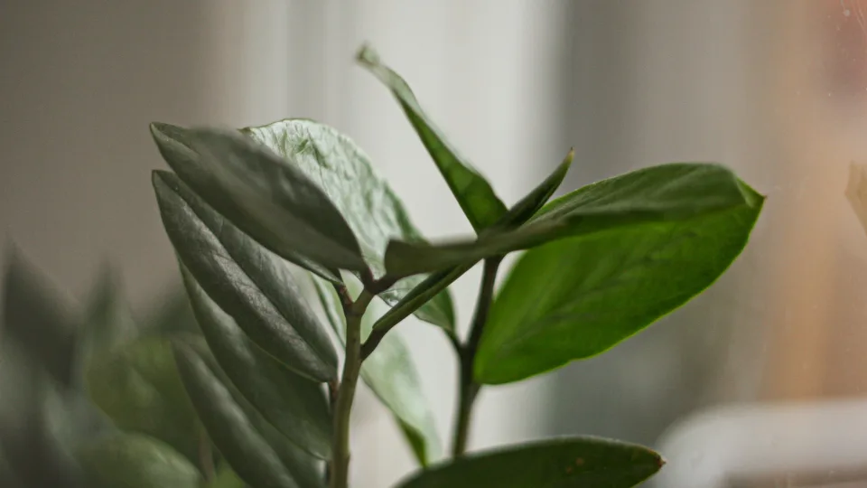 Pinigų medis nustojo augti? Šis paprastas naminis sprendimas viską pakeis per kelias savaites