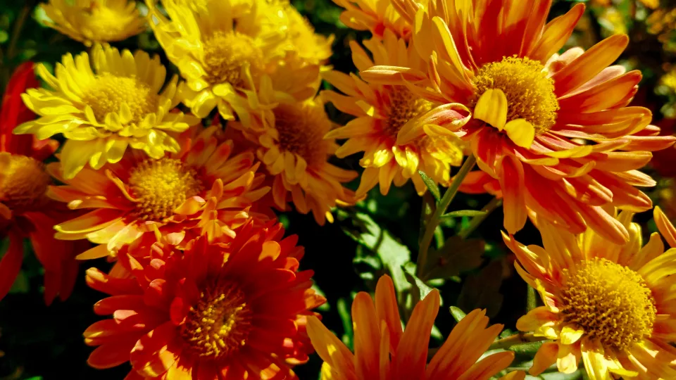 Vasarą žydi be jokių rūpesčių: 5 daugiamečiai augalai saulėtoms vietoms, pasodinkite jau dabar