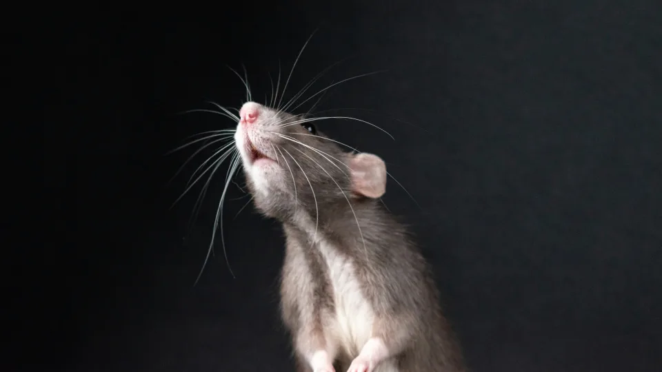 Maža pelė sukelia didelę paniką: mokslininkai pagaliau paaiškino, kas vyksta mūsų galvoje