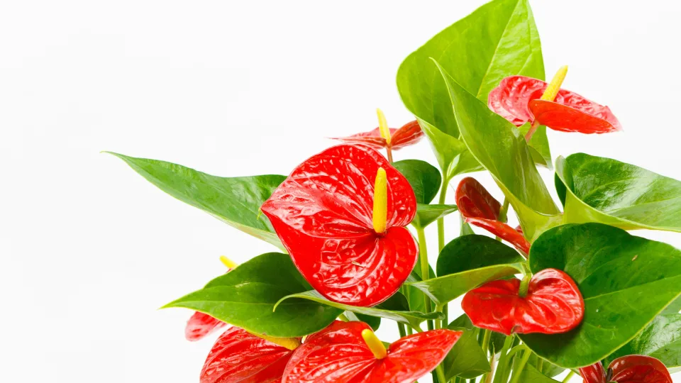 Namuose esantis anturis nustojo žydėti? Ši paprasta gudrybė gali pažadinti žiedus net žiemą