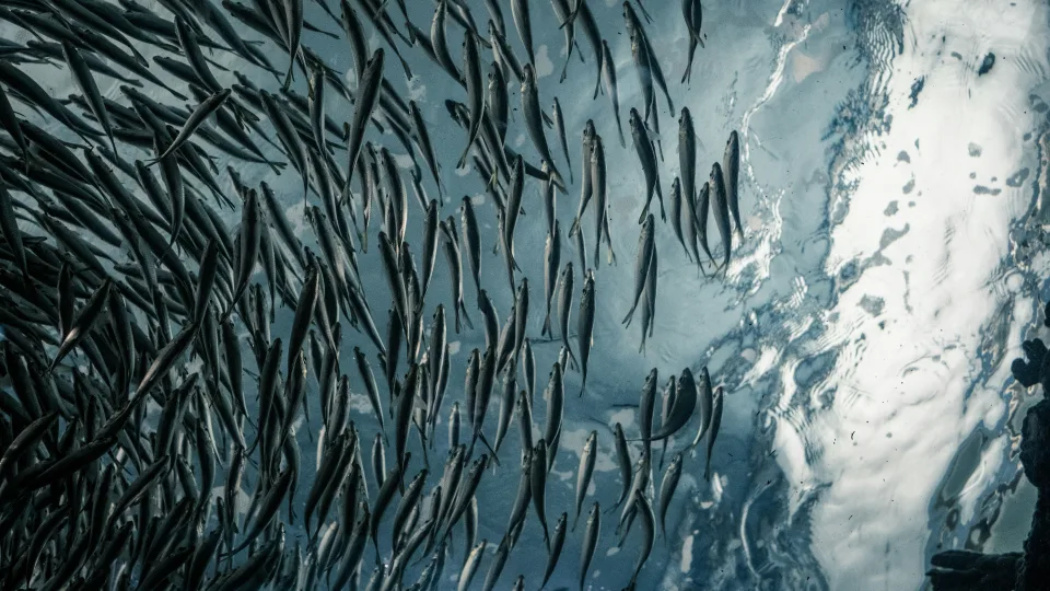 Žiemos delikatesas tapo prabanga: kodėl už stintas mokame rekordinę kainą ir kas bus toliau?