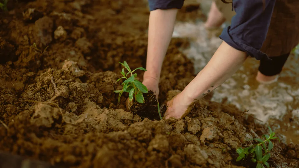 Užteks pirkti brangias žemes: šis naminis mišinys daigams gali nustebinti net patyrusius sodininkus