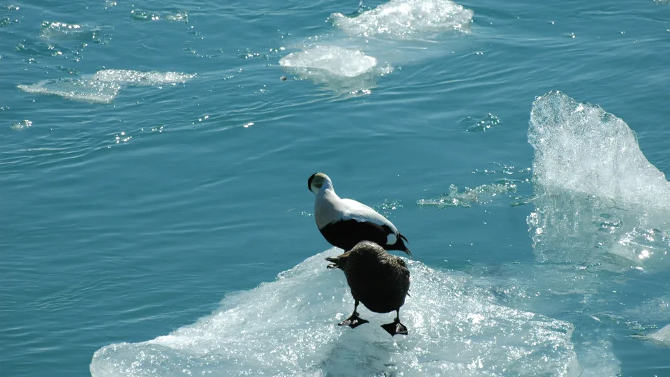 Mokslininkai negali tuo patikėti: Žemė artėja prie pražūtingos ribos, kelio atgal gali nebebūti