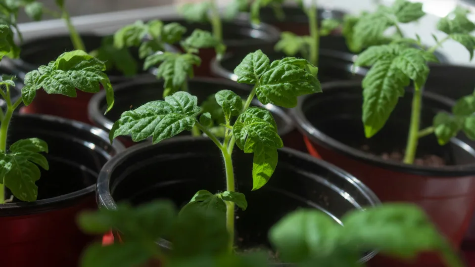 Ar pomidorų daigams būtina papildoma lempa? Šis rytinis triukas sustiprina stiebus geriau, nei tikitės