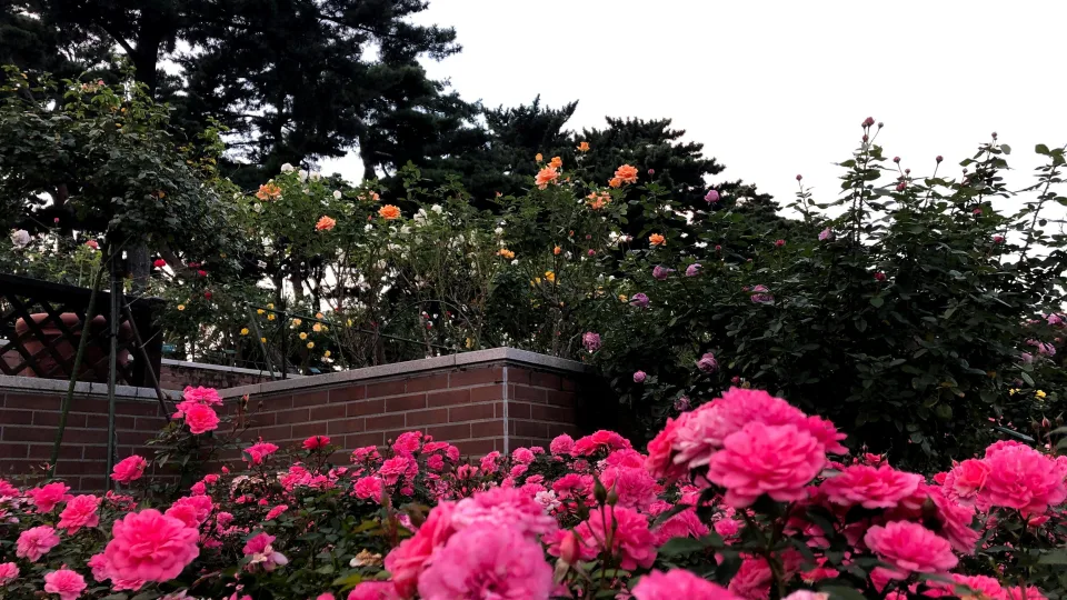 Močiutės patarimas: šias 3 gėles sėkite jau dabar ir gegužę džiaugsitės gausiais žiedais