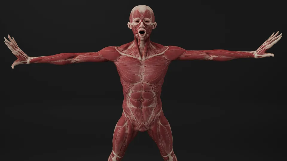 Naujas tyrimas iš Suomijos: netikėti faktai apie moterų kūno ypatybes, kurių niekas nežinojo