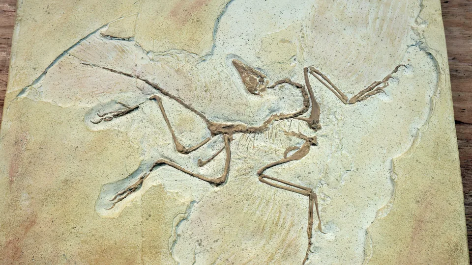 Mįslingi 7 metrų ilgio griaučiai: mokslininkams pagaliau pradeda aiškėti neįprasto gyvio kilmė