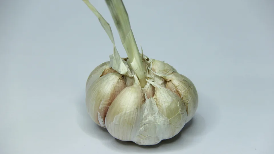 Pasodintas česnakas jau leidžia daigus? Neskubėkite panikuoti, pirmiausia jis augina šaknis