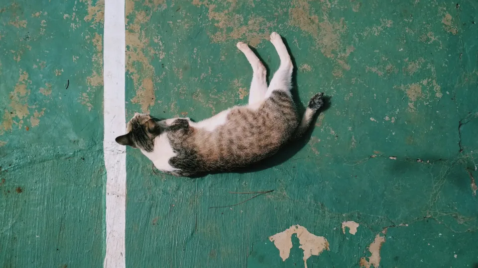 Mokslininkai išnarpliojo mįslę: katino refleksas veikia greičiau, nei daugelis manė iki šiol