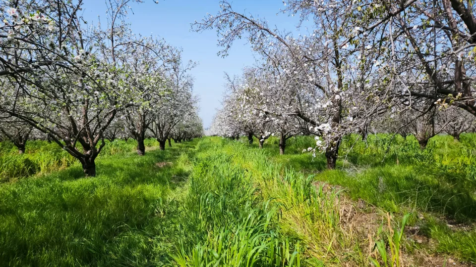 Vienas purškimas anksti pavasarį: šis paprastas triukas apsaugos vaismedžius nuo kirminų visą vasarą