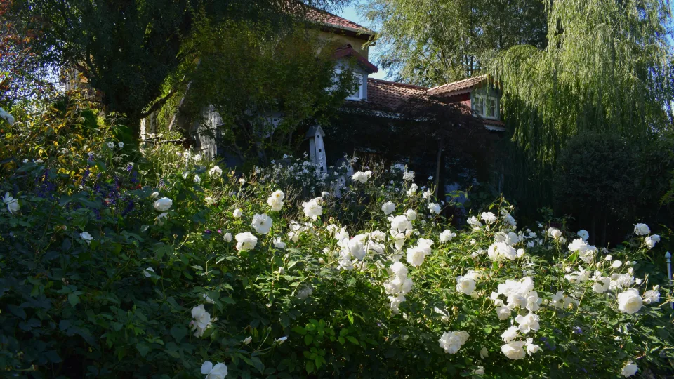 Sniego baltumo žiedai ir sodrus aromatas: kodėl ši gėlė laikoma prabangos simboliu?