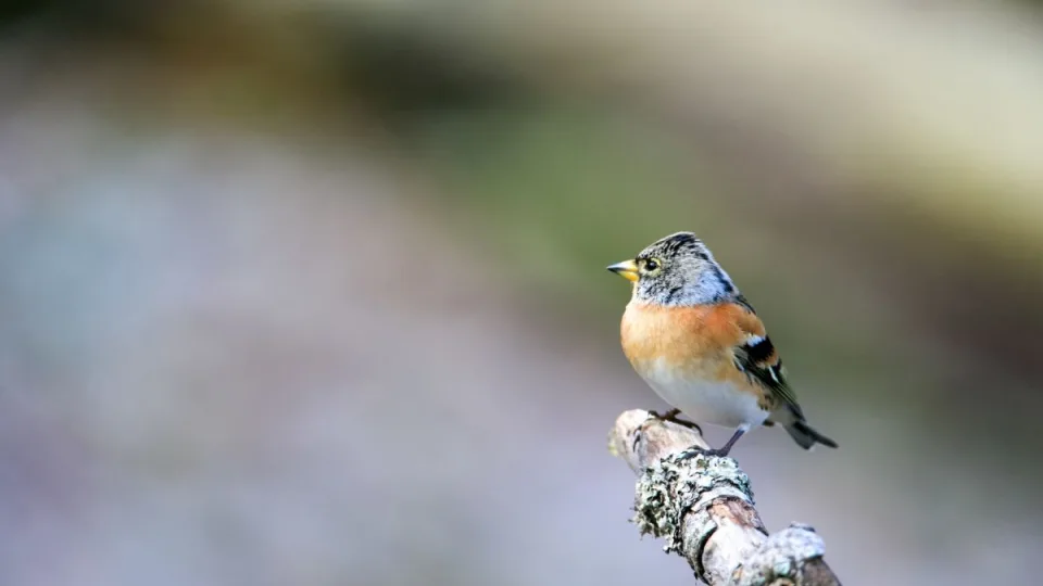 Gamtos mylėtojams tai patiks: sužinokite kokie paukščiai jau sugrįžo pasitelkdami telefoną