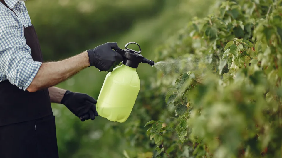 Akvariumo vanduo – slaptas ginklas daržui: daugelis išpila šį vandenį, nežinodami, kad tai nuostabios trąšos