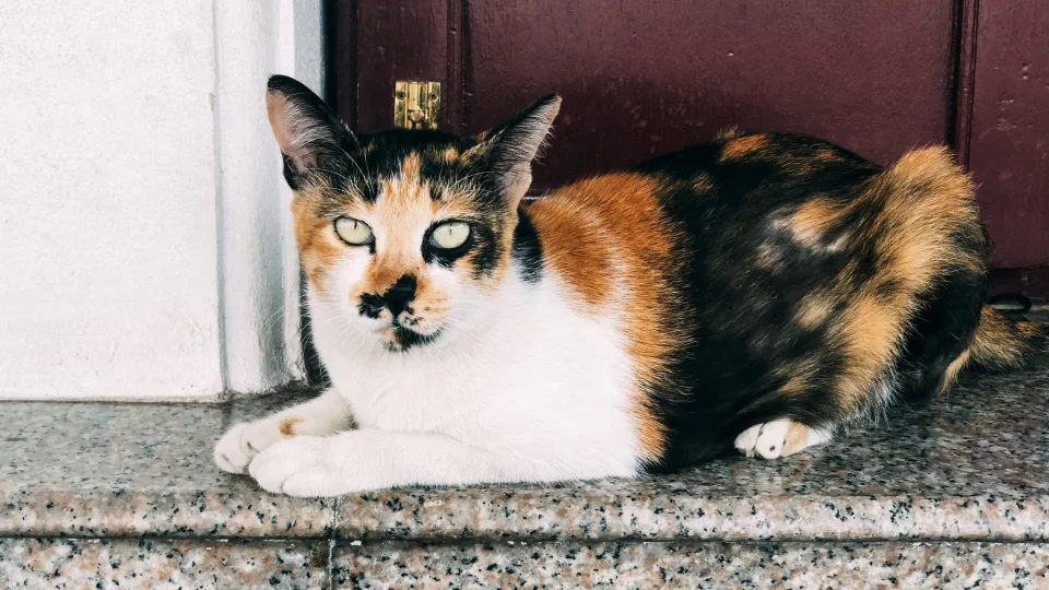 Katė slepiasi, nemurkia ir nevalgo? Tikroji priežastis gali būti gerokai rimtesnė nei jūs galvojate