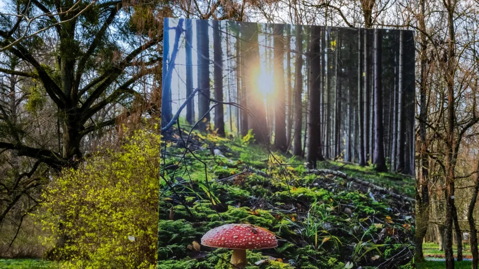 Miško magija nuotraukose: kaip asmeninė meilės istorija pavirto į tarptautinį įvertinimą