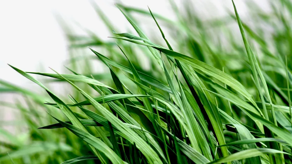 Svajojate apie tobulą veją? Šie kenkėjai gali viską sunaikinti, agronomas pateikė svarbius patarimai