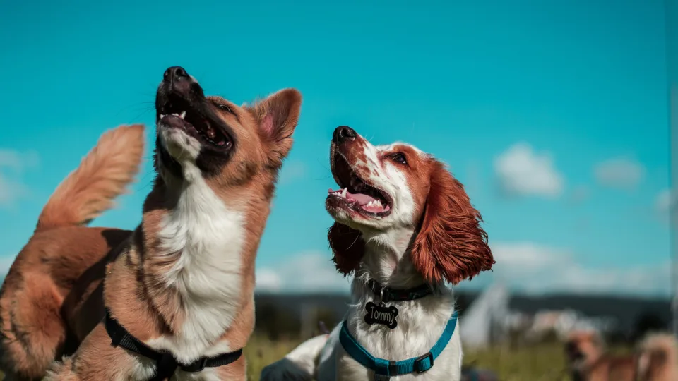 Veterinarė įspėja: vangus gyvūnas yra ne šiaip pavargęs, o gal rimtai serga, kada būtina reaguoti?