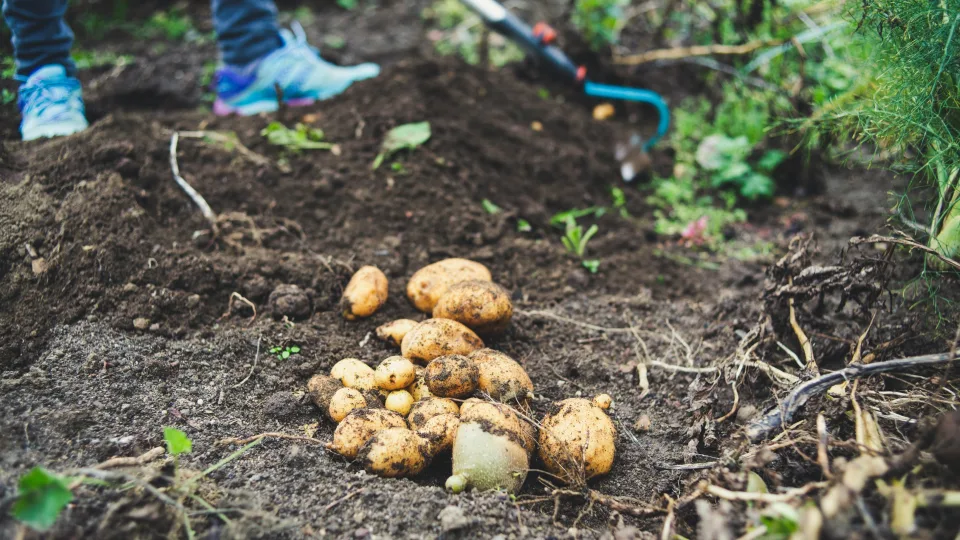 Ką sodinti po bulvių, kad žemė atsigautų? Jokiu būdu nesodinkite šių daržovių, tai taps kritine klaida