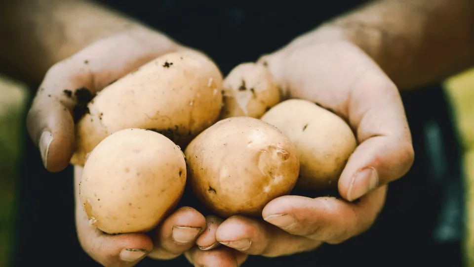 Ar galima valgyti žalias bulves? Daugiau vitamino C, bet ir pavojingų junginių, pasakė, ką reikėtų žinoti