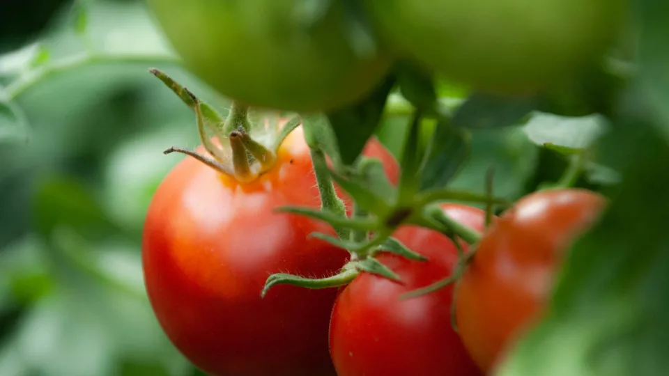 Ketinate sodinti pomidorus? Daugelis sodininkų daro šią kritinę klaidą, tai gali kainuoti visą metų derlių