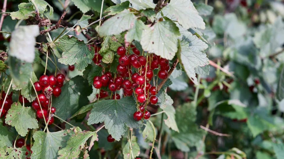 Derlius nyksta, nors krūmas sveikas? Ši natūrali priemonė gali išgelbėti serbentus, sužinokite, ką daryti