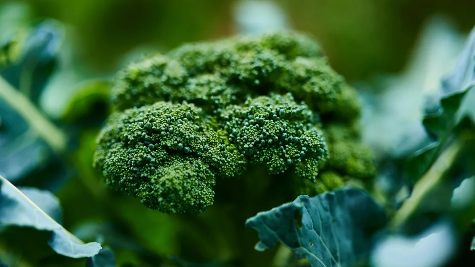 Ta stambi brokolio dalis, kurią nupjauni be gailesčio: vienas skaniausių ingredientų sriubai ar vakarienei