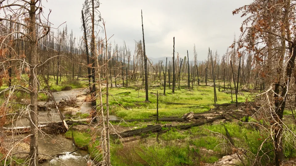 Ši puošni gėlė tyliai naikina jūsų sodą: pašalink ją dabar, kol tai neperaugo į ekologinę katastrofą