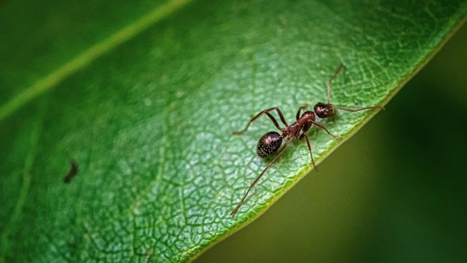 Skruzdėlės niokoja tavo kiemą? Šis triukas veikia greitai ir be jokių chemikalų, išbandykite tai tučtuojau