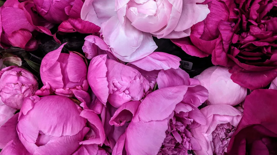 Sodininkai dalinasi paslaptingu triuku: ši gudrybė privers bijūnus sprogti žiedais, rekomenduoja naudoti kasmet