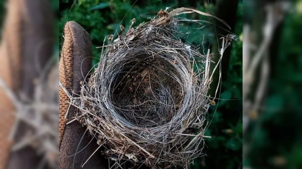 Lietuvoje tai nutinka itin retai: prieš 13 metų sužieduotas paukštis rastas Vokietijoje