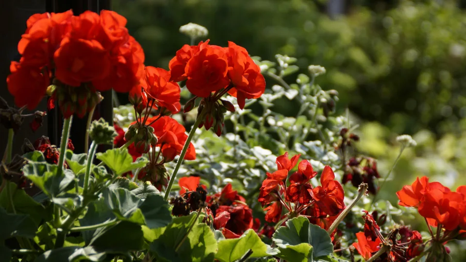 Šios balkone žydinčios gėlės turi ir slaptų galių: kaip pelargonijų arbata padės nuo gerklės skausmo ir peršalimo