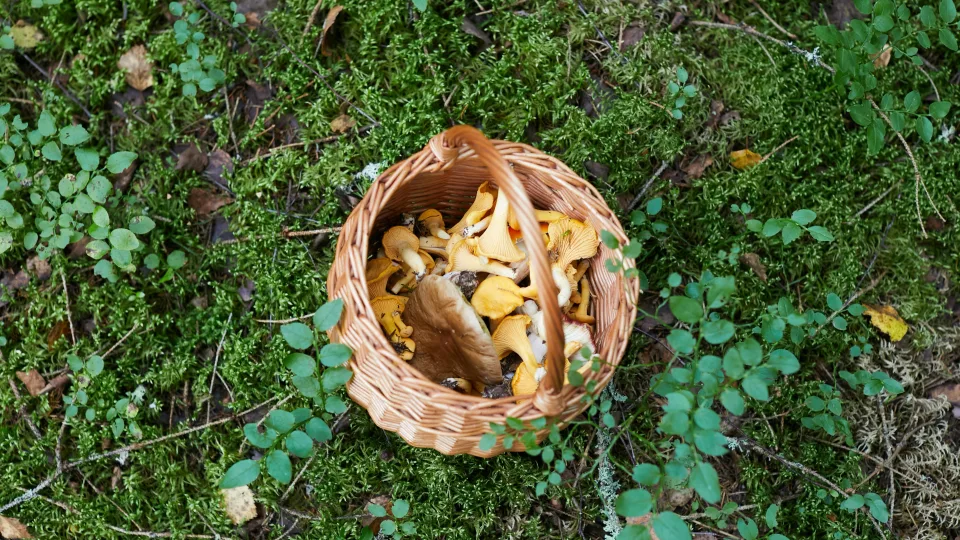 Mirtinas pavojus Lietuvos miškuose: šie grybai jums gali kainuoti net ir gyvybę, pasakė, kaip išvengti tokios klaidos