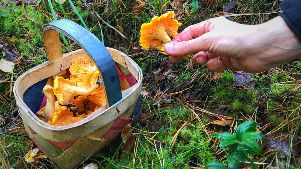 Grybavimas gali baigtis 1000 eurų bauda: viena klaida miške gali kainuoti labai brangiai, pasakė, ko nedaryti