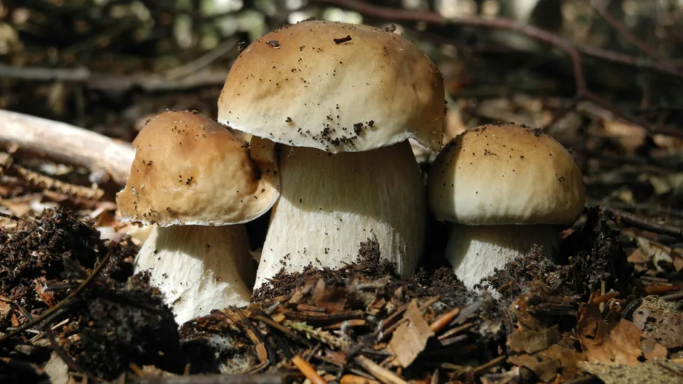 Lietuvos miškuose – tikras grybų antplūdis: baravykai pasirodė rekordiškai anksti, pasakė, kas laukia toliau