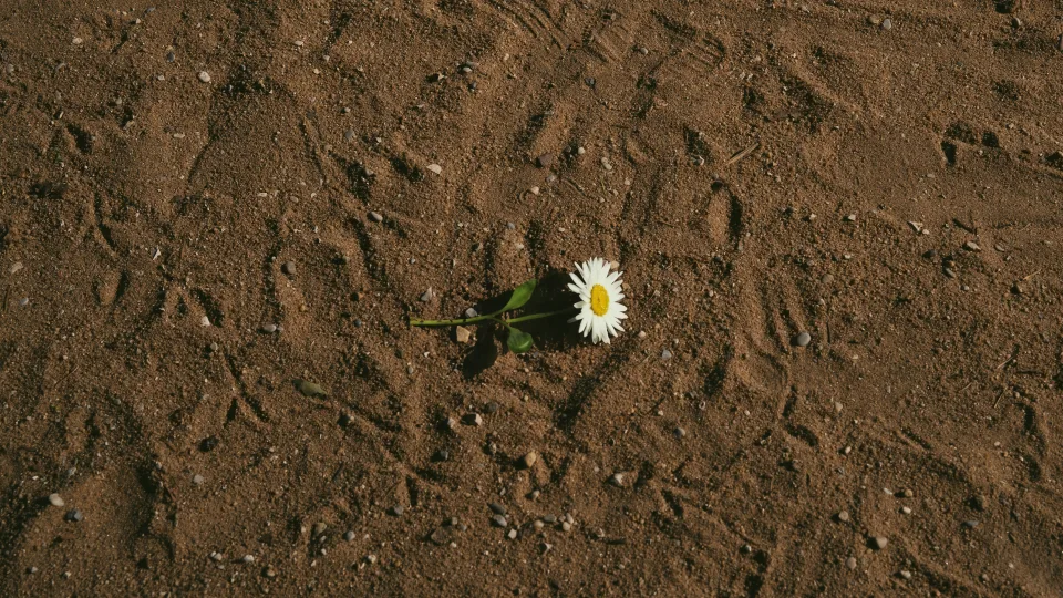Patyrę sodininkai prieš sėją daro tai su kiekviena sėkla ir rezultatas akivaizdus
