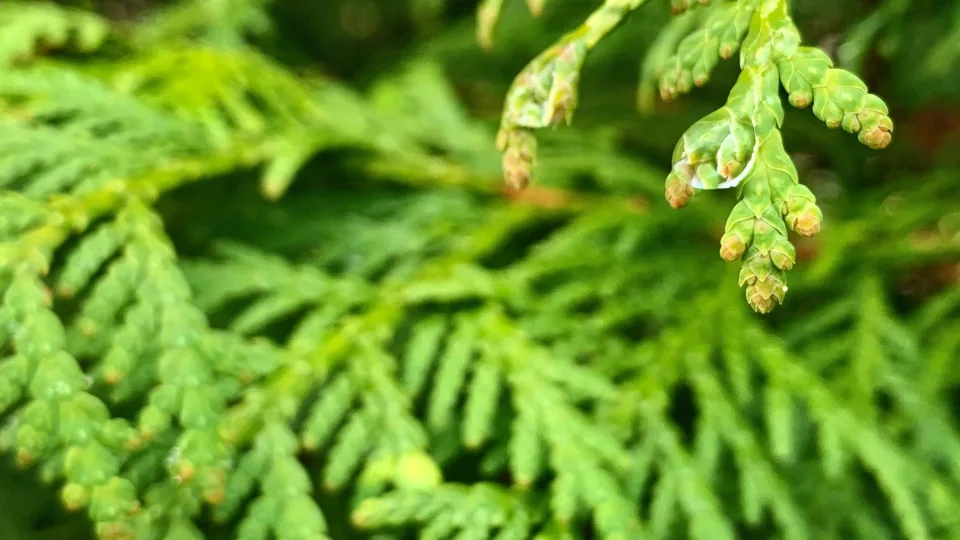 Ar verta sodinti tujas prie pat namų? Specialistai įspėja apie galimas rizikas, kurių daugelis neįvertina