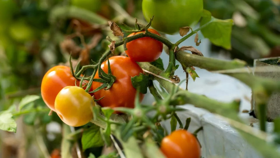 Gelsta pomidorų lapai? Priežastis gali būti daug rimtesnė, nei įsivaizduojate, pasakė, ką tokiu atveju daryti
