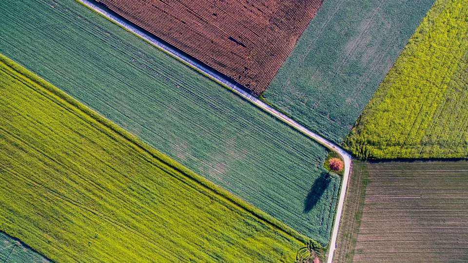 Laukai žaliuoja, bet ūkininkams atostogų nenusimato: pasėlių būklė nuteikia optimistiškai, bet grėsmę kelia kenkėjai