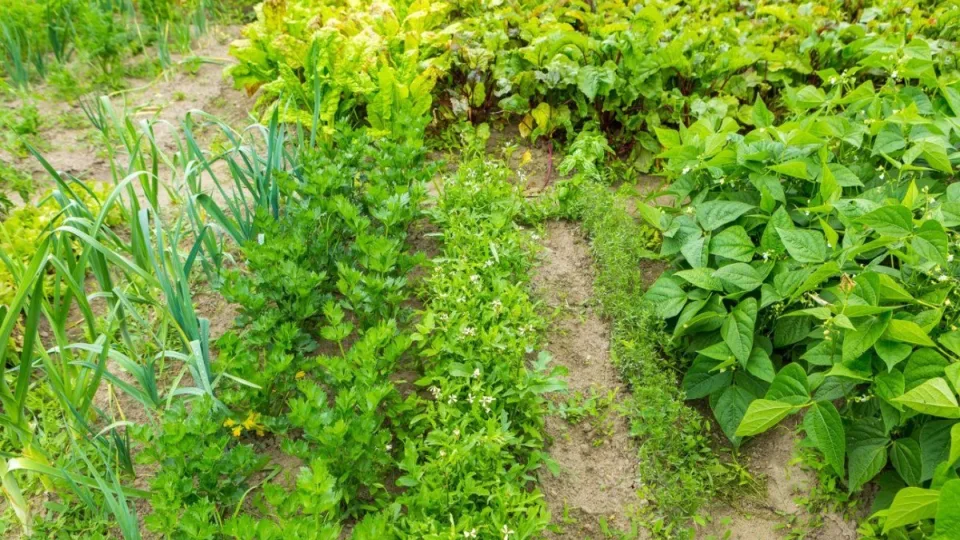 Sodink dabar ir rink iki vėlyvo rudens: pasakė, ką galima sodinti liepos mėnesį ir sulaukti fantastiškų rezultatų