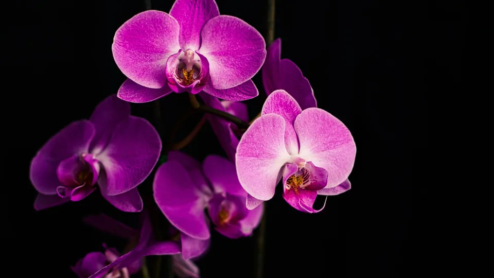 Nepatikėsite, kas padeda orchidėjai žydėti ilgiau: dauguma daro šią klaidą ir ši nuostabi gėlė lieka be žiedų