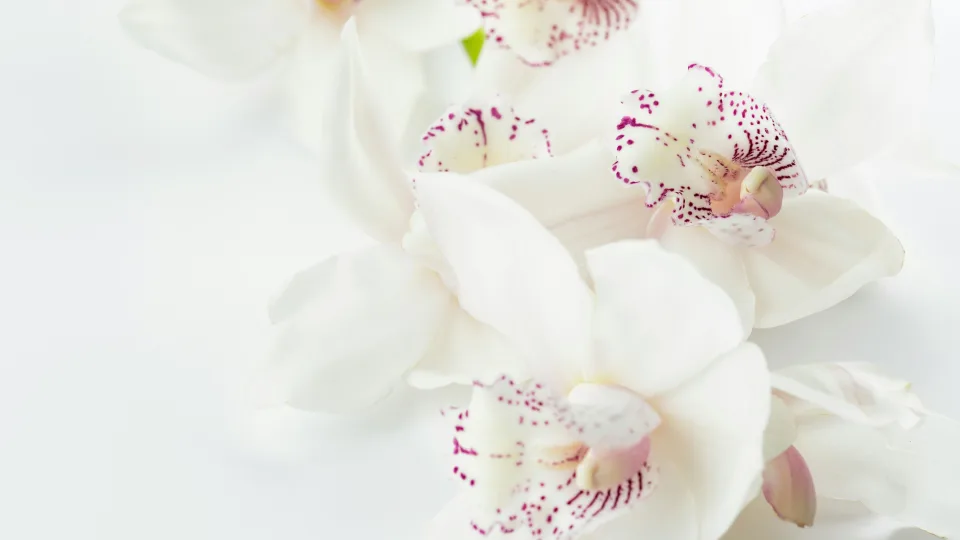 Orchidėja nebežydi ir džiūsta? Atskleistas labai paprastas triukas, kuris viską pakeis vos per kelias savaites