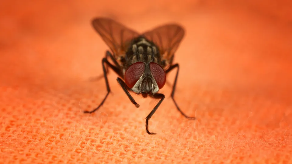 Sulaikykite kvėpavimą: specialistai atskleidė, kas iš tiesų nutinka, kai ant maisto atsitūpia musė
