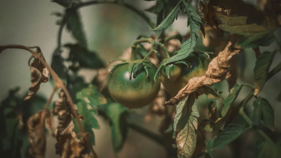 Pastebėjote rudas dėmes ant pomidorų? Pavojaus signalas, bet pigus purškalas gali išgelbėti visą derlių