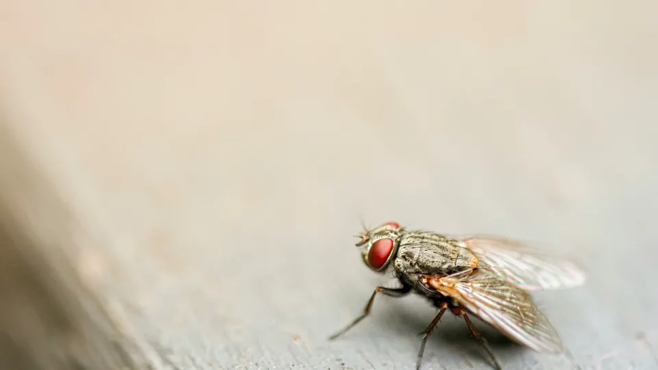 Tupi ant mėsos, paskui ir ant tavo šakutės: mokslininkai įspėja apie vabzdžių keliamą pavojų