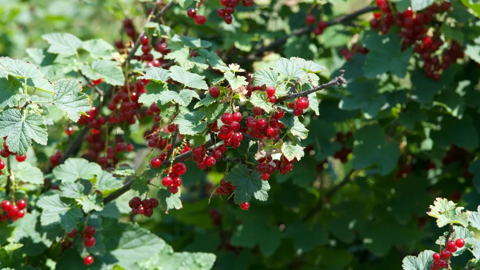 Močiutės triukas raudonųjų serbentų džemui: šis vienas ingredientas pakeičia viską