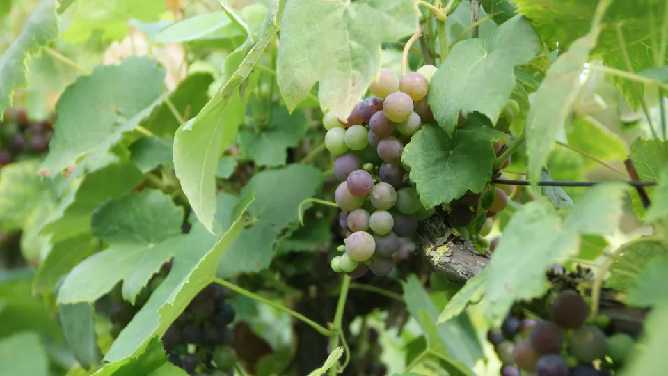 Kodėl jūsų vynuogės smulkios ir rūgščios? Atsakymas dažnai slypi negenėtose šakose