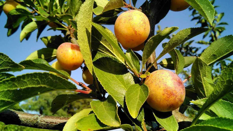 Močiutės sode augo tyliai, o dabar jas vadina supervaisiais: pasakė, kam iš tikrųjų padeda mirabelės